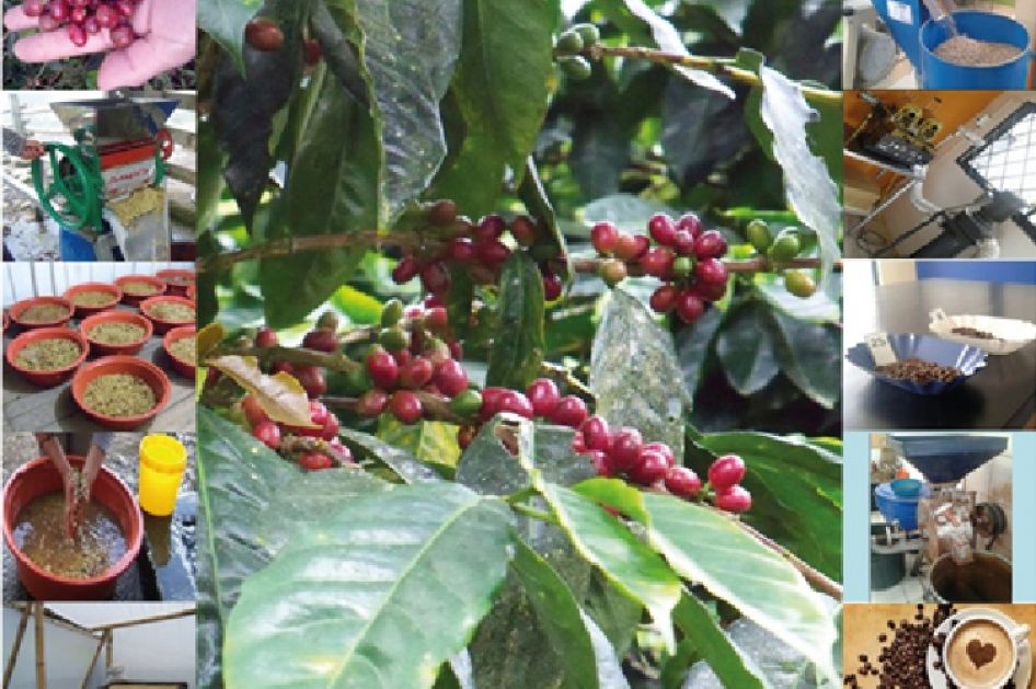 Aromas y sabores del Ecuador - ¡Porque un buen café no es solo coincidencia!